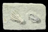 Fossil Crinoid & Small Fossil Starfish - Crawfordsville, Indiana #78300-1